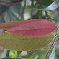 Doona macrophylla Thwaites